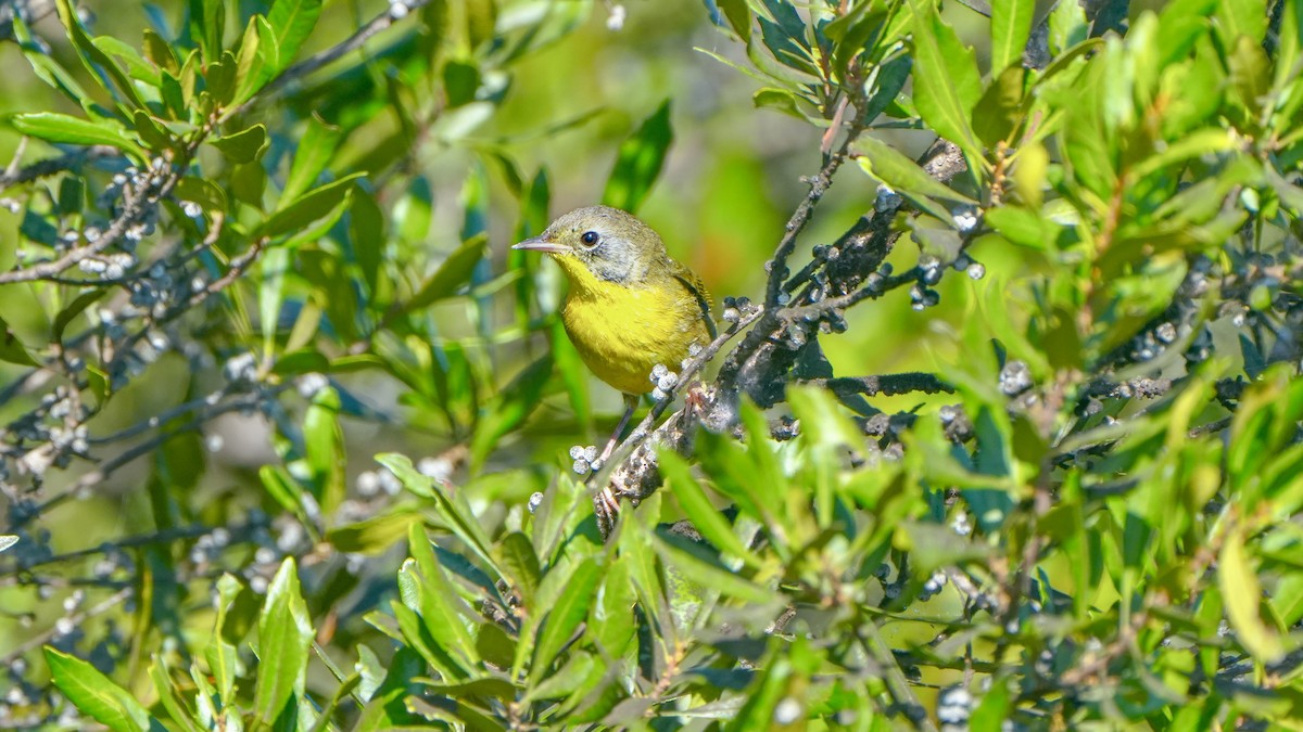 Common Yellowthroat - ML644876825