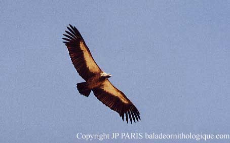 Ak Sırtlı Akbaba - ML644876830