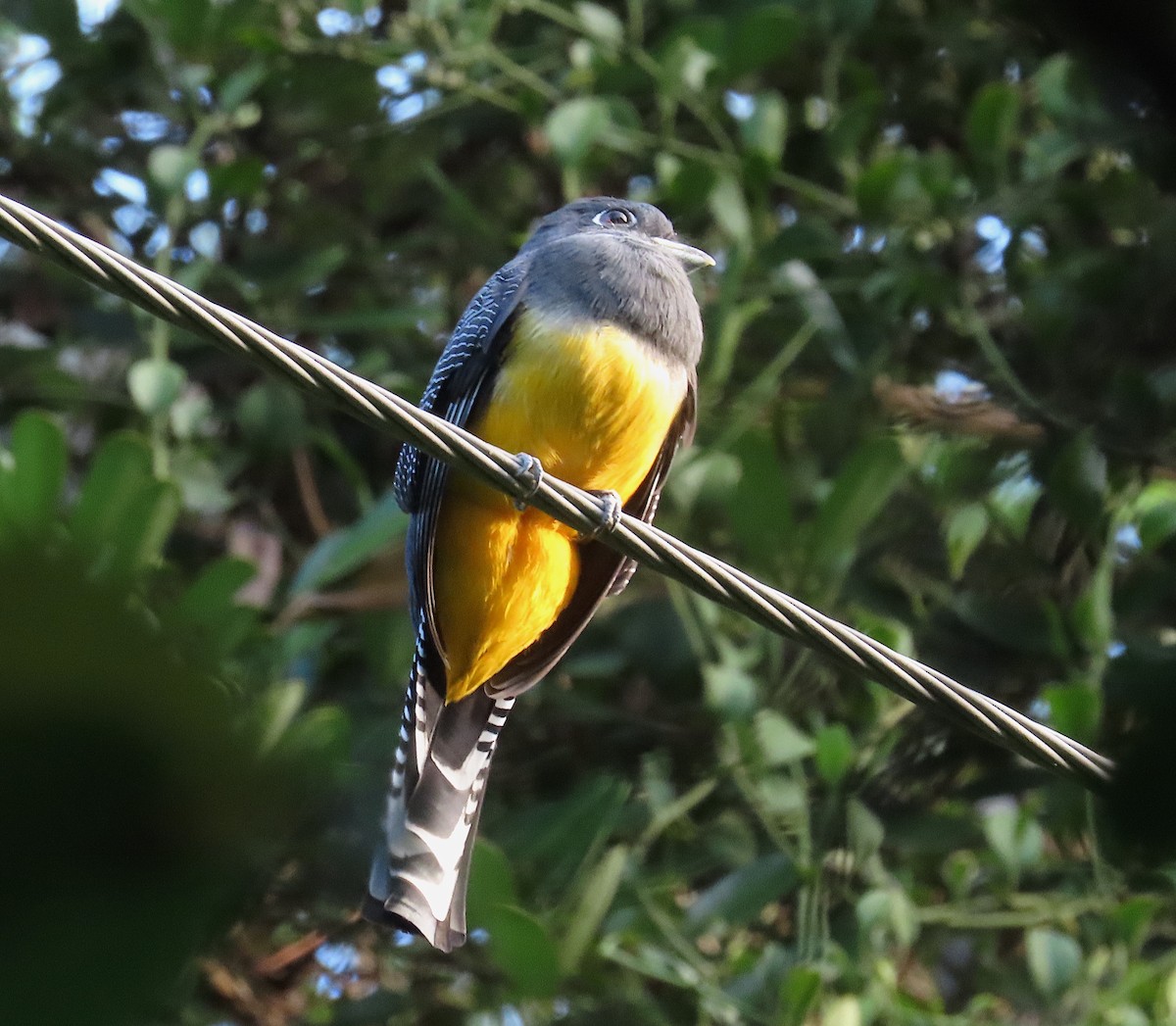 Mor Trogon - ML644876835