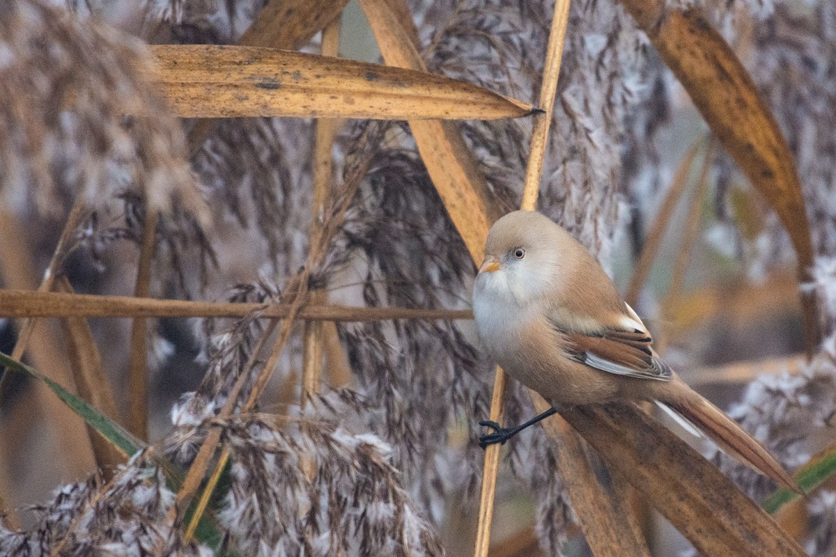 Bearded Reedling - ML644876837