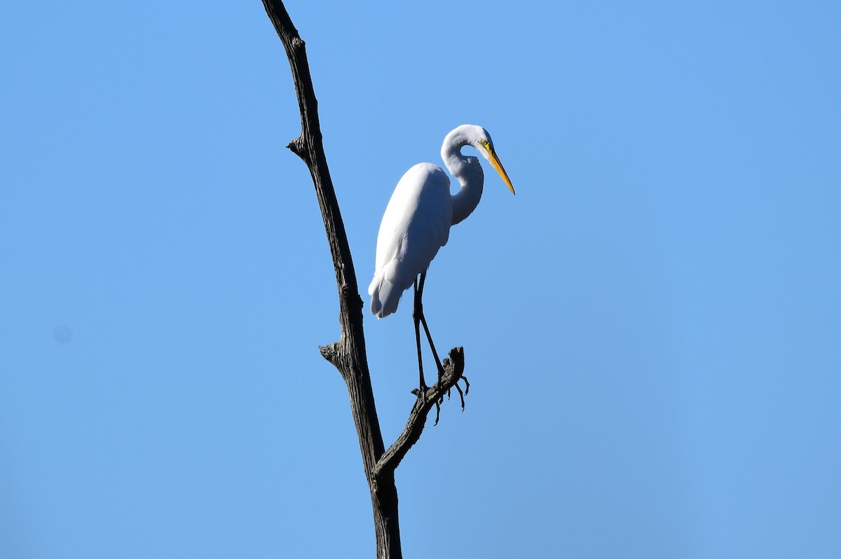 Great Egret - ML644876840