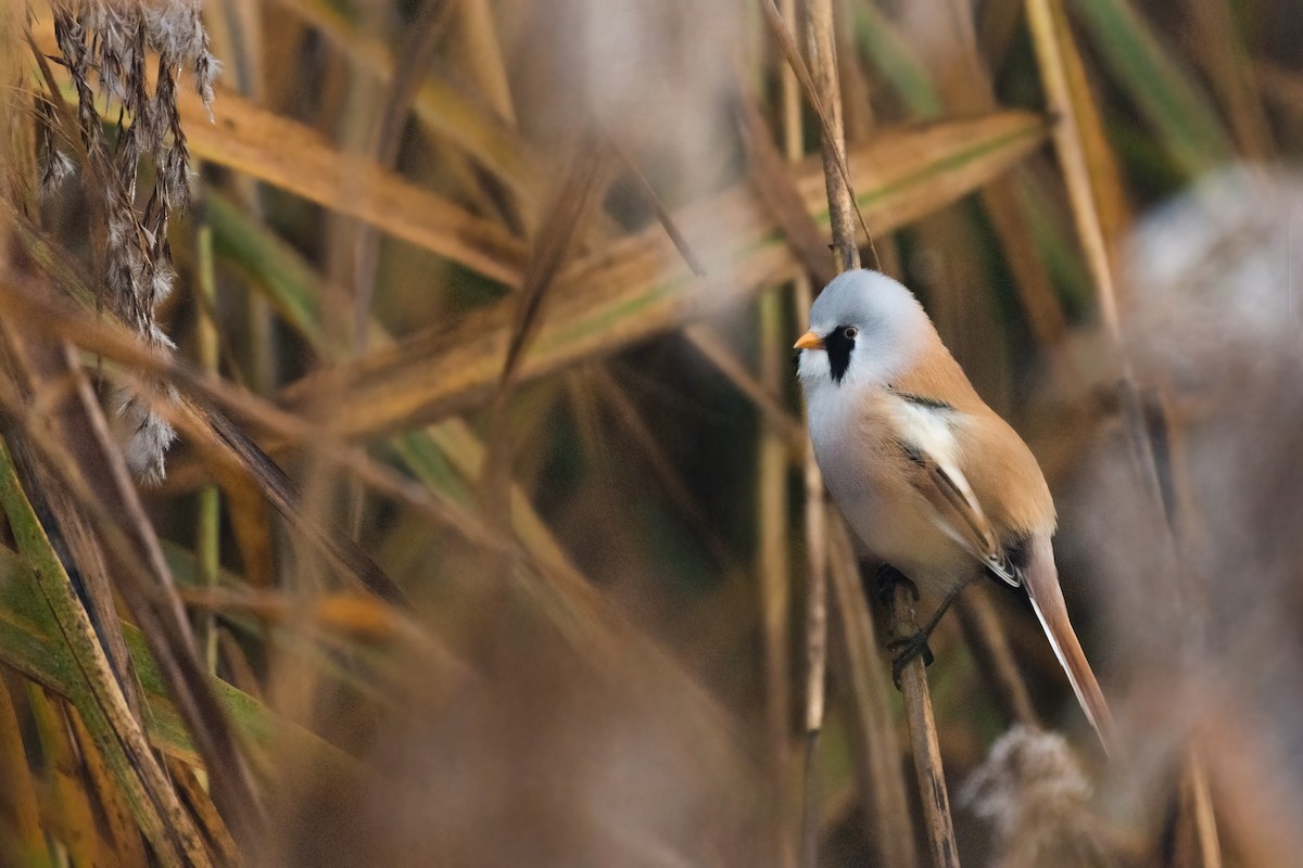 Bearded Reedling - ML644876841