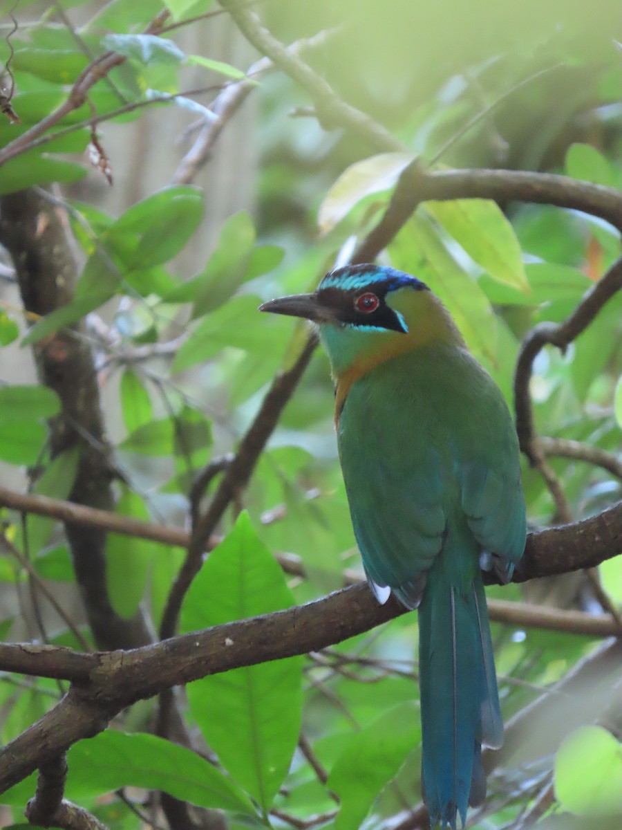 Lesson's Motmot - ML644876848