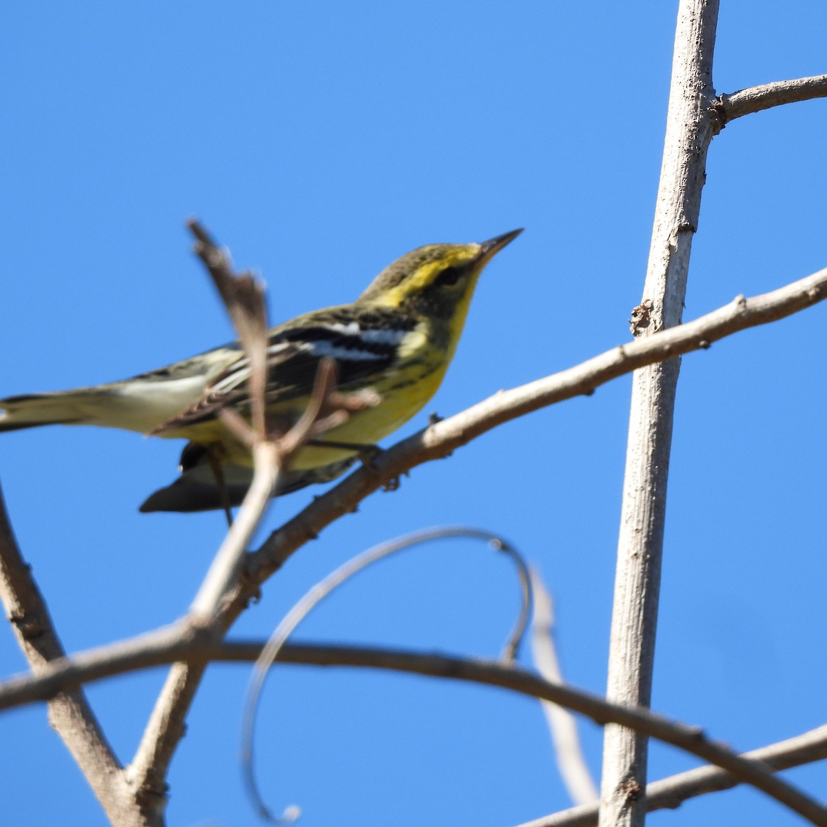 Blackburnian Warbler - ML644876849