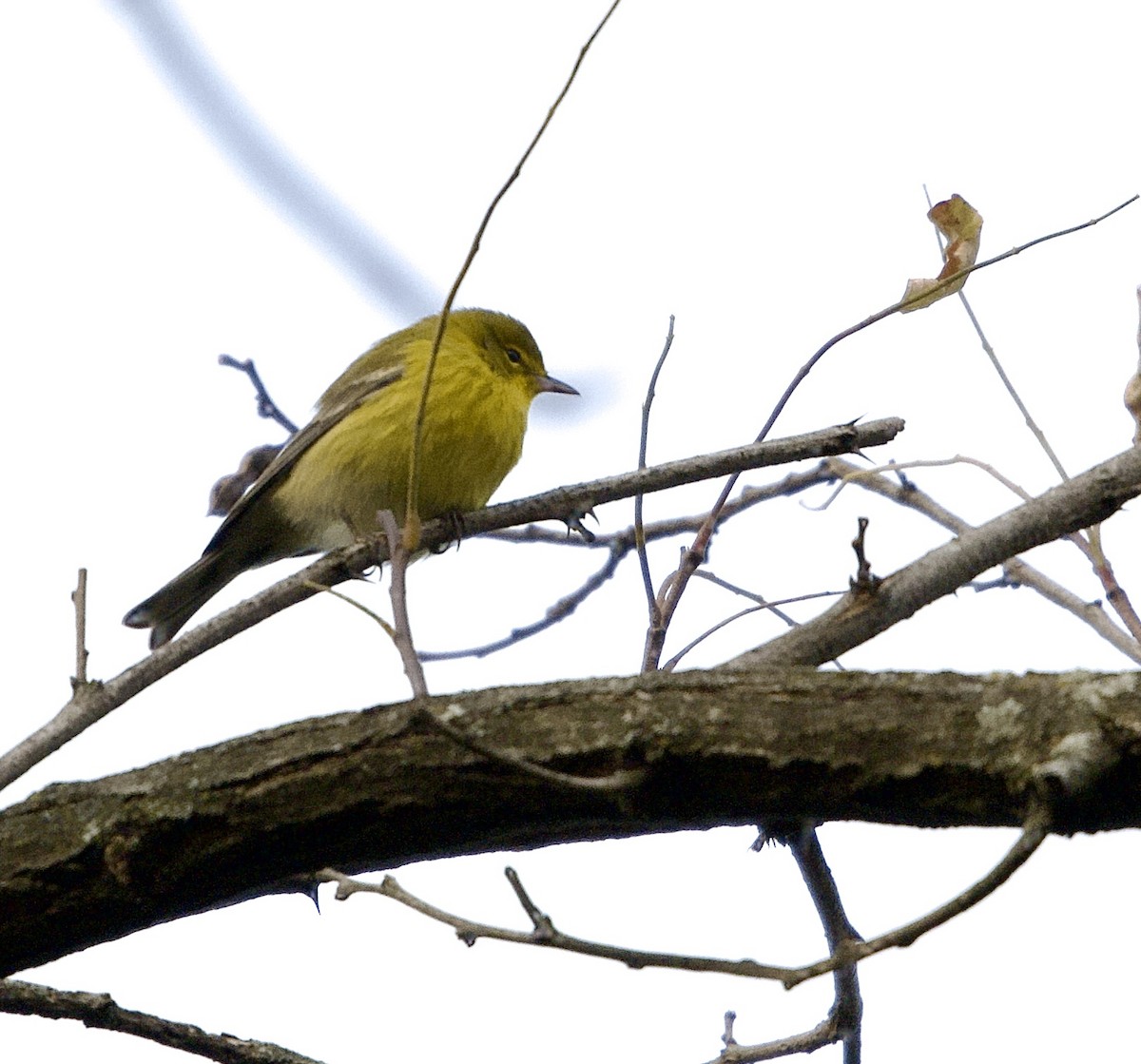 Pine Warbler - ML644876851