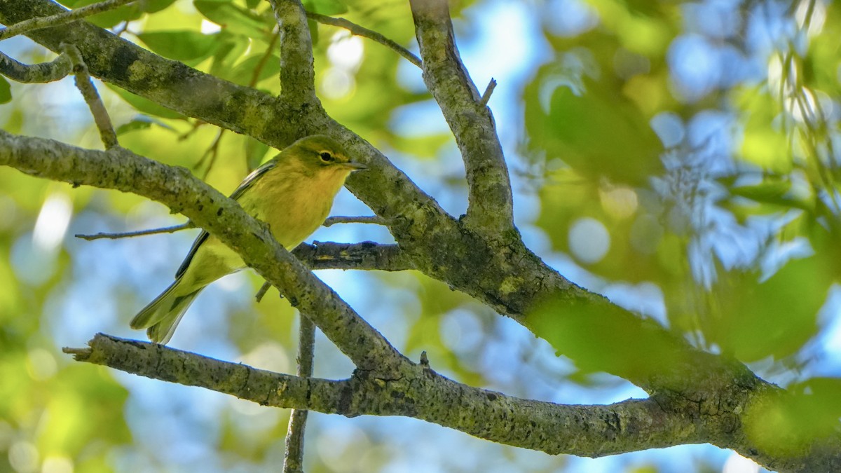Pine Warbler - ML644876856