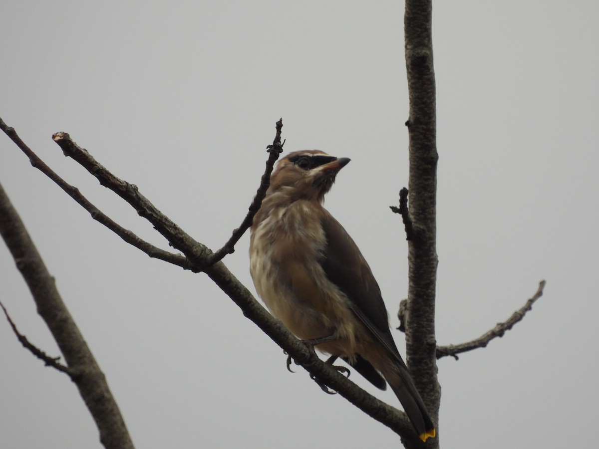 Jaseur d'Amérique - ML644876861