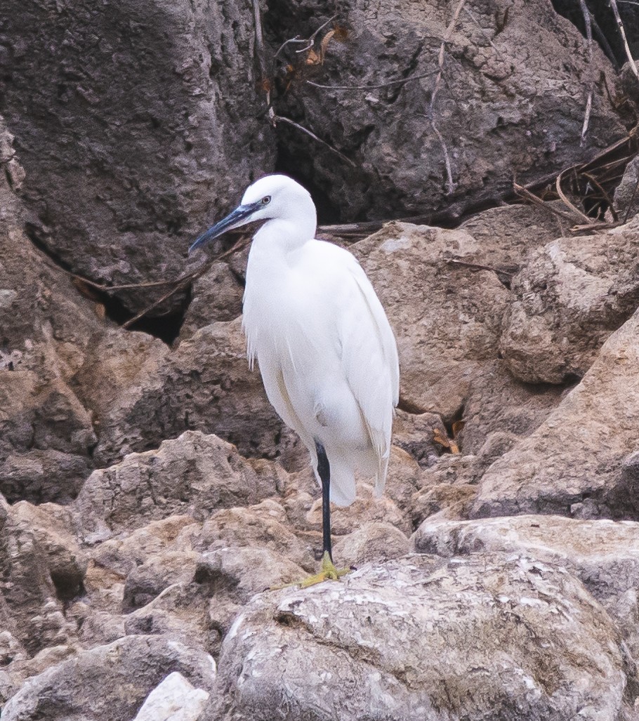 Seidenreiher - ML644876879