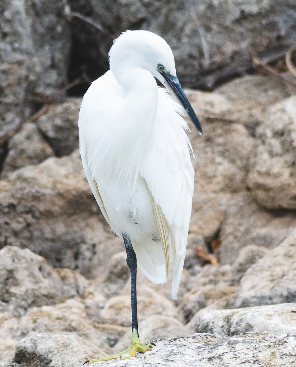 Seidenreiher - ML644876880