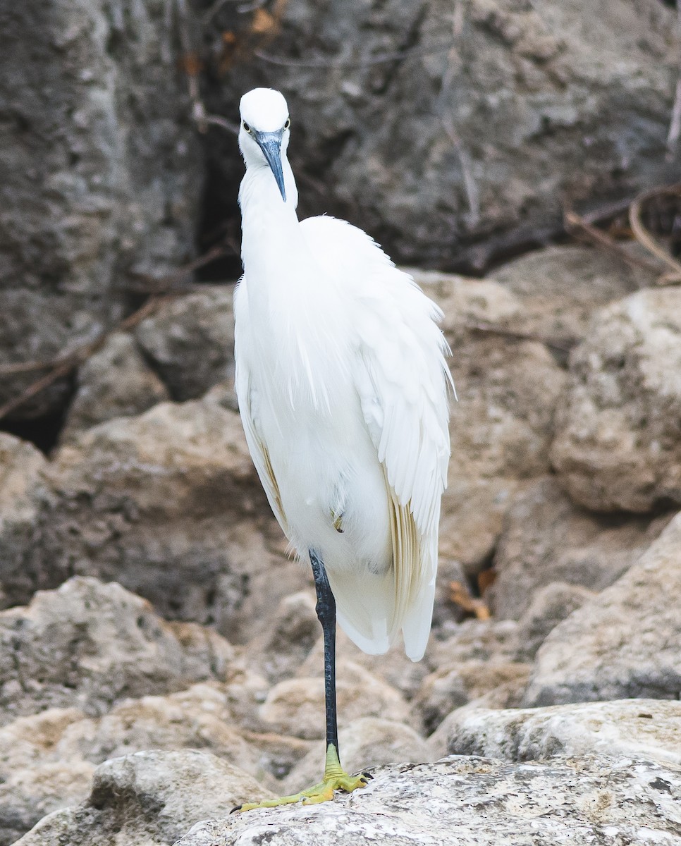 Seidenreiher - ML644876881