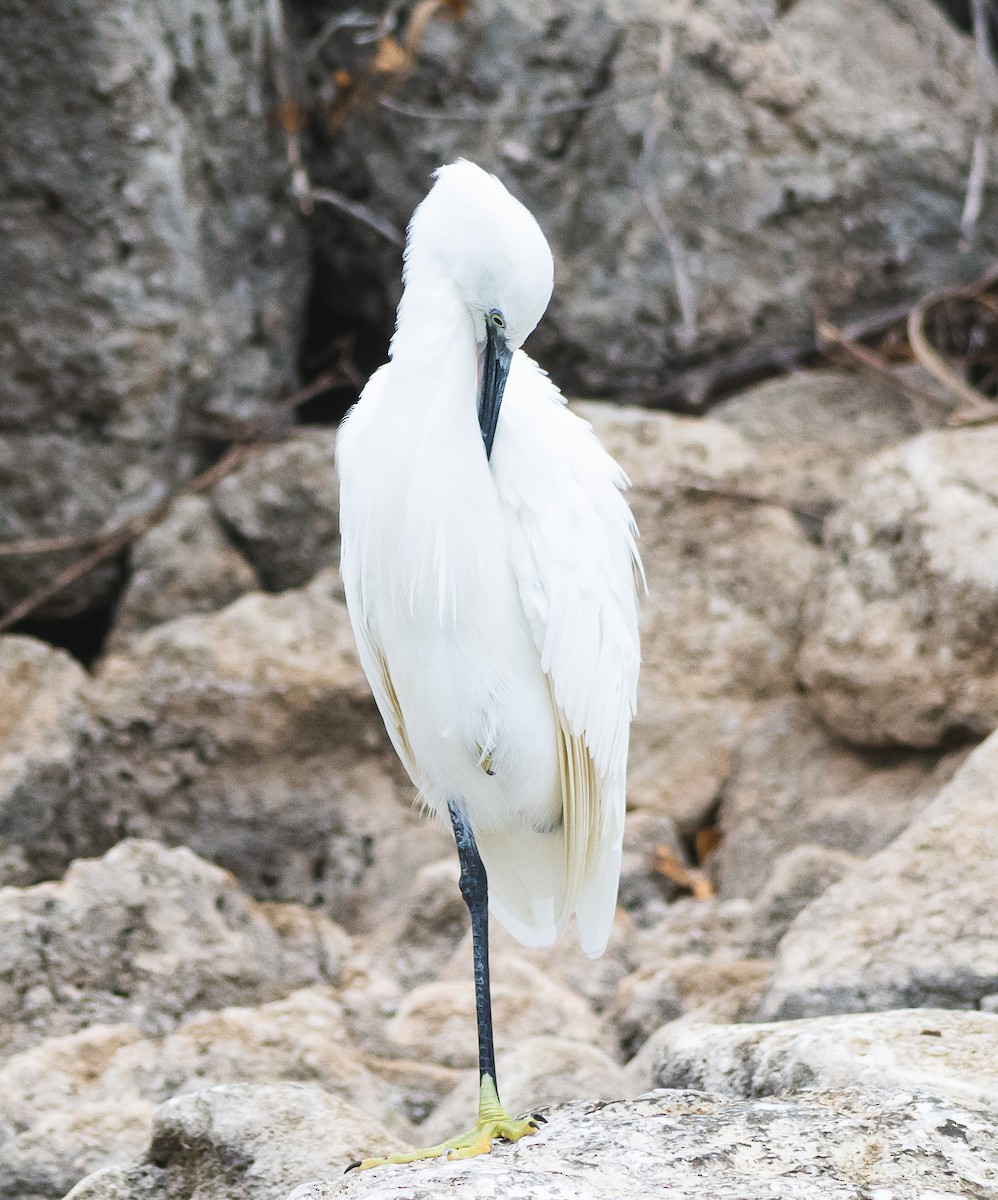 Seidenreiher - ML644876882