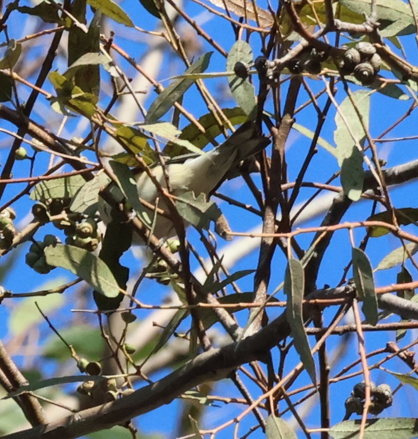 Пісняр-лісовик каштановий - ML644876890