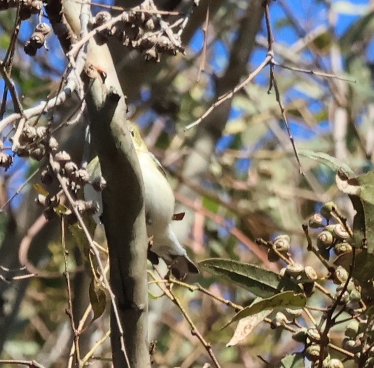 Пісняр-лісовик каштановий - ML644876891