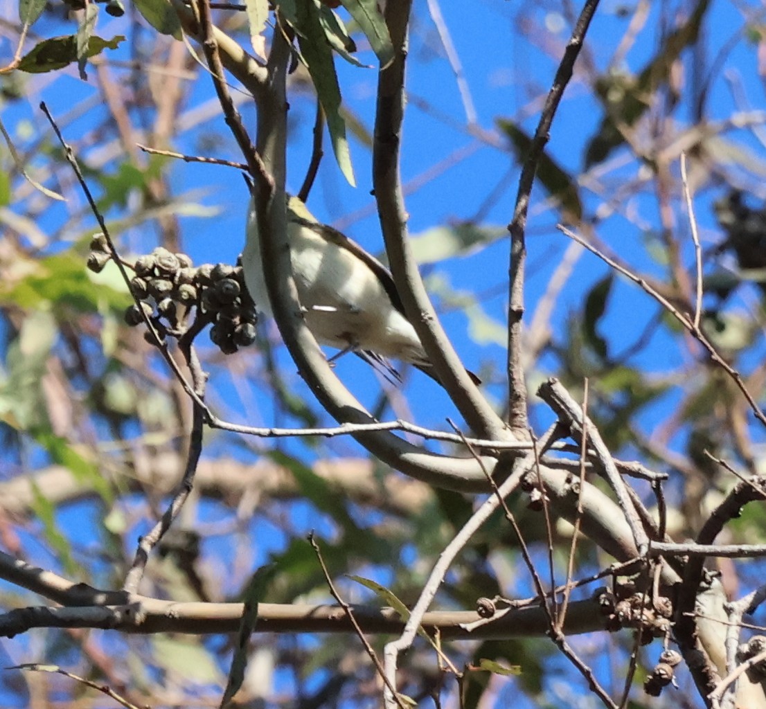 Пісняр-лісовик каштановий - ML644876892