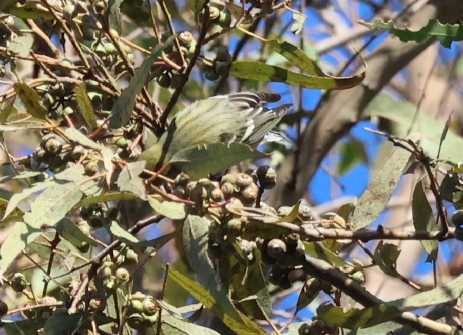 Пісняр-лісовик каштановий - ML644876893