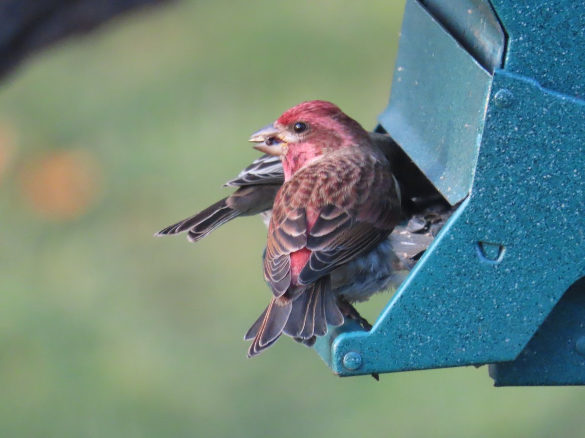 Camachuelo Purpúreo - ML644876925