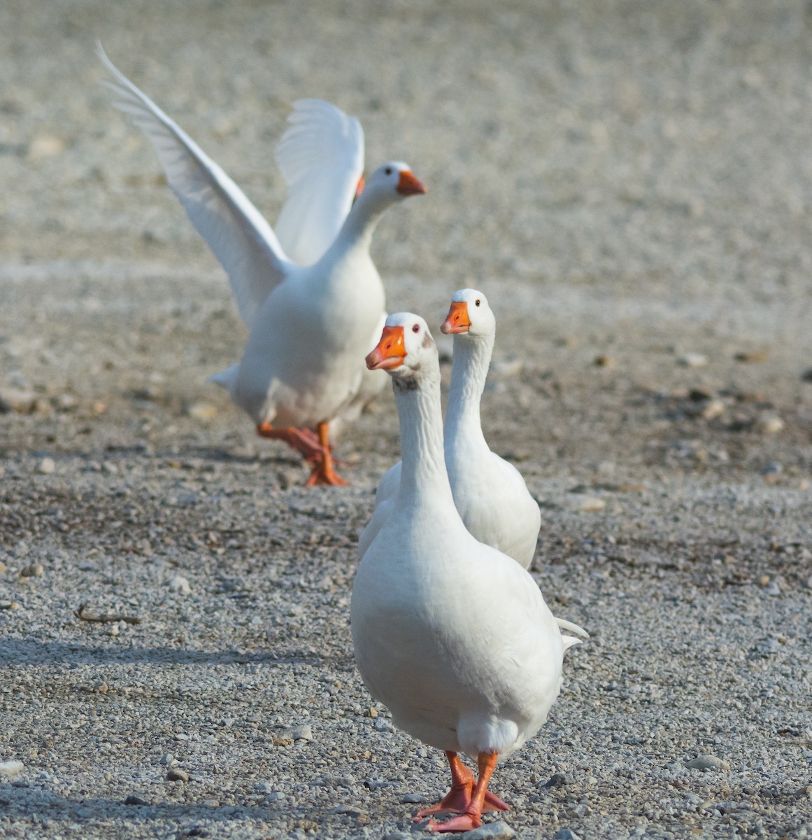Graylag Goose (Domestic type) - ML644876932