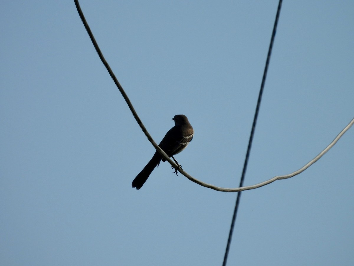 Northern Mockingbird - ML644876933