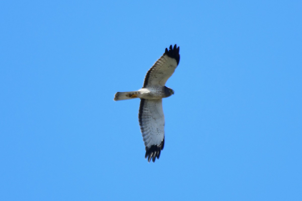 moták severoamerický - ML644876943