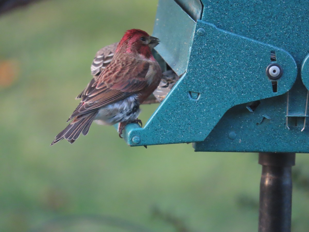 Camachuelo Purpúreo - ML644876949