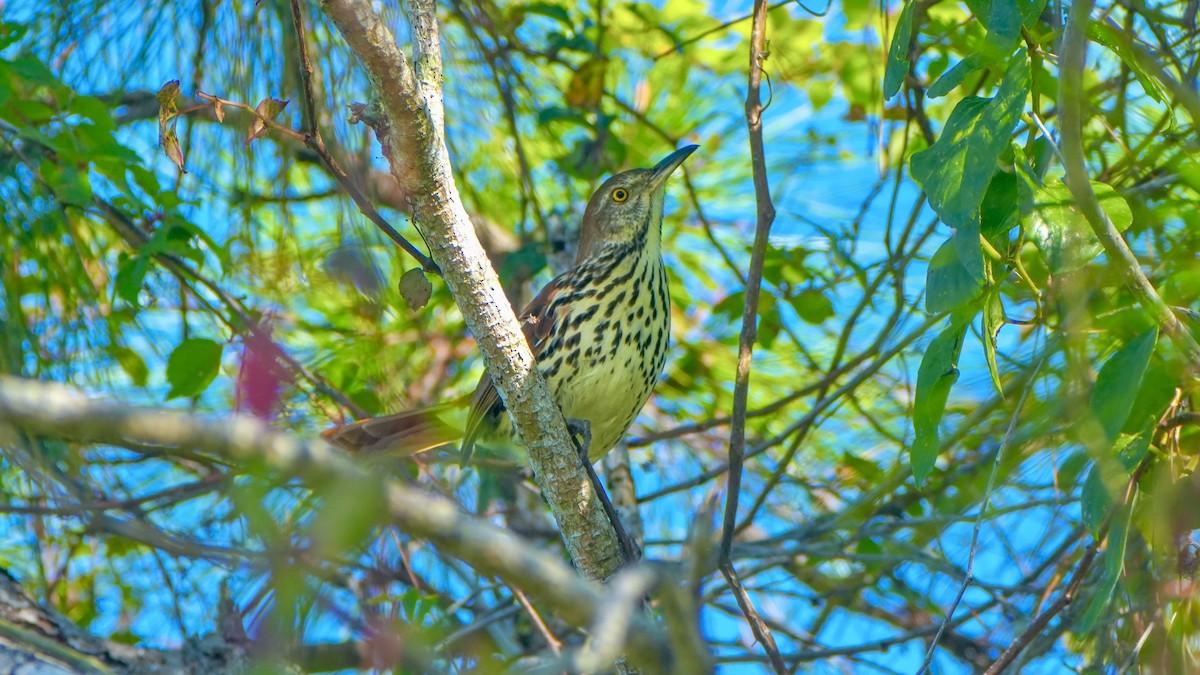 Kahverengi Çöpçü - ML644876957