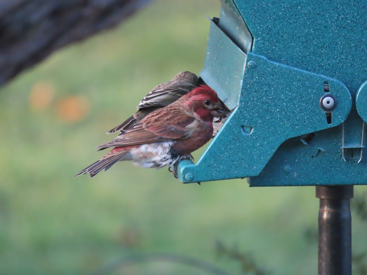 Camachuelo Purpúreo - ML644876978