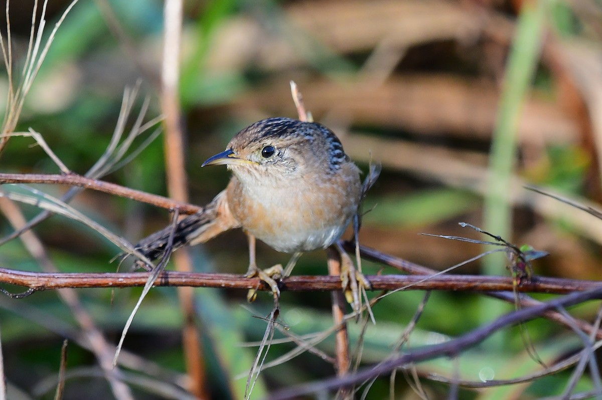 Sedge Wren - ML644876983