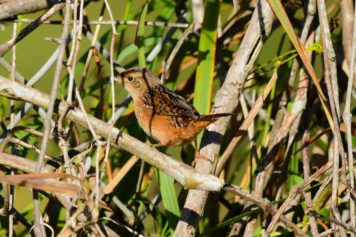 Sedge Wren - ML644876984