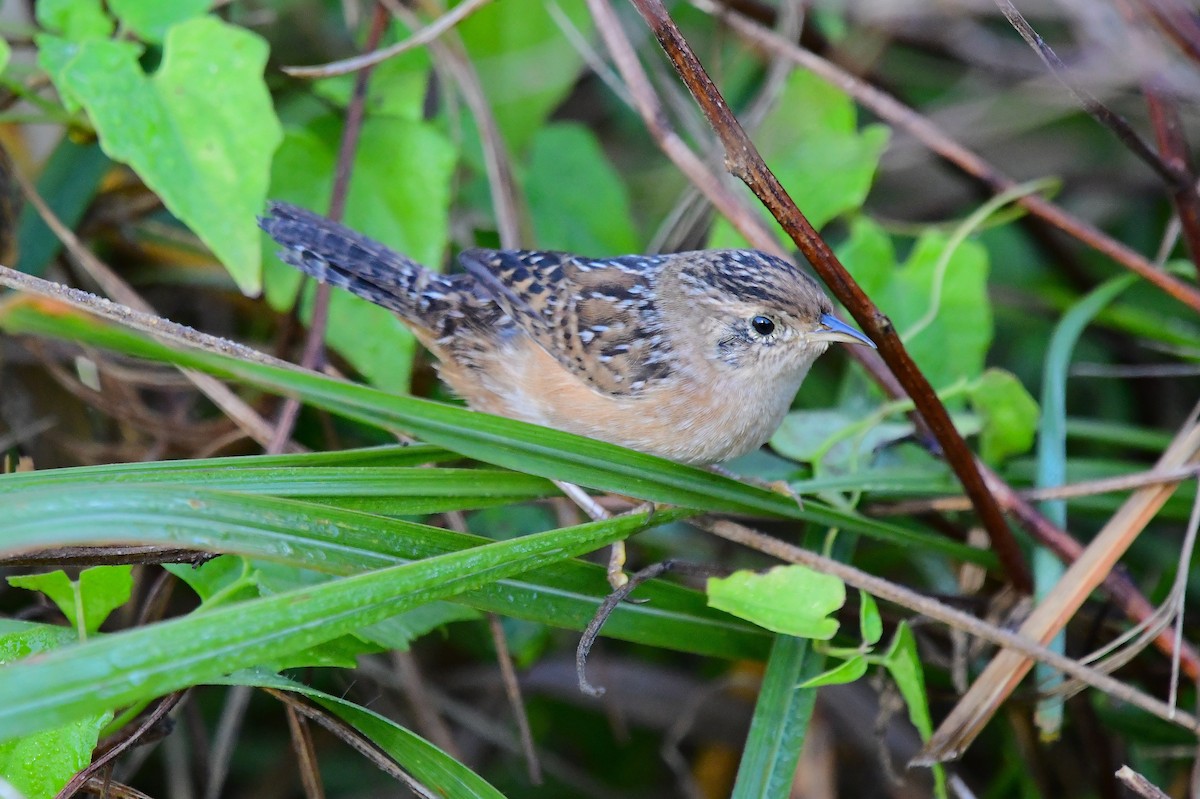 Sedge Wren - ML644876985