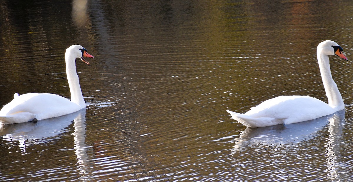 Mute Swan - ML644876993