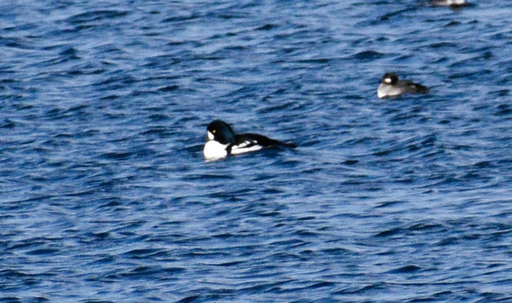 Barrow's Goldeneye - ML644877018