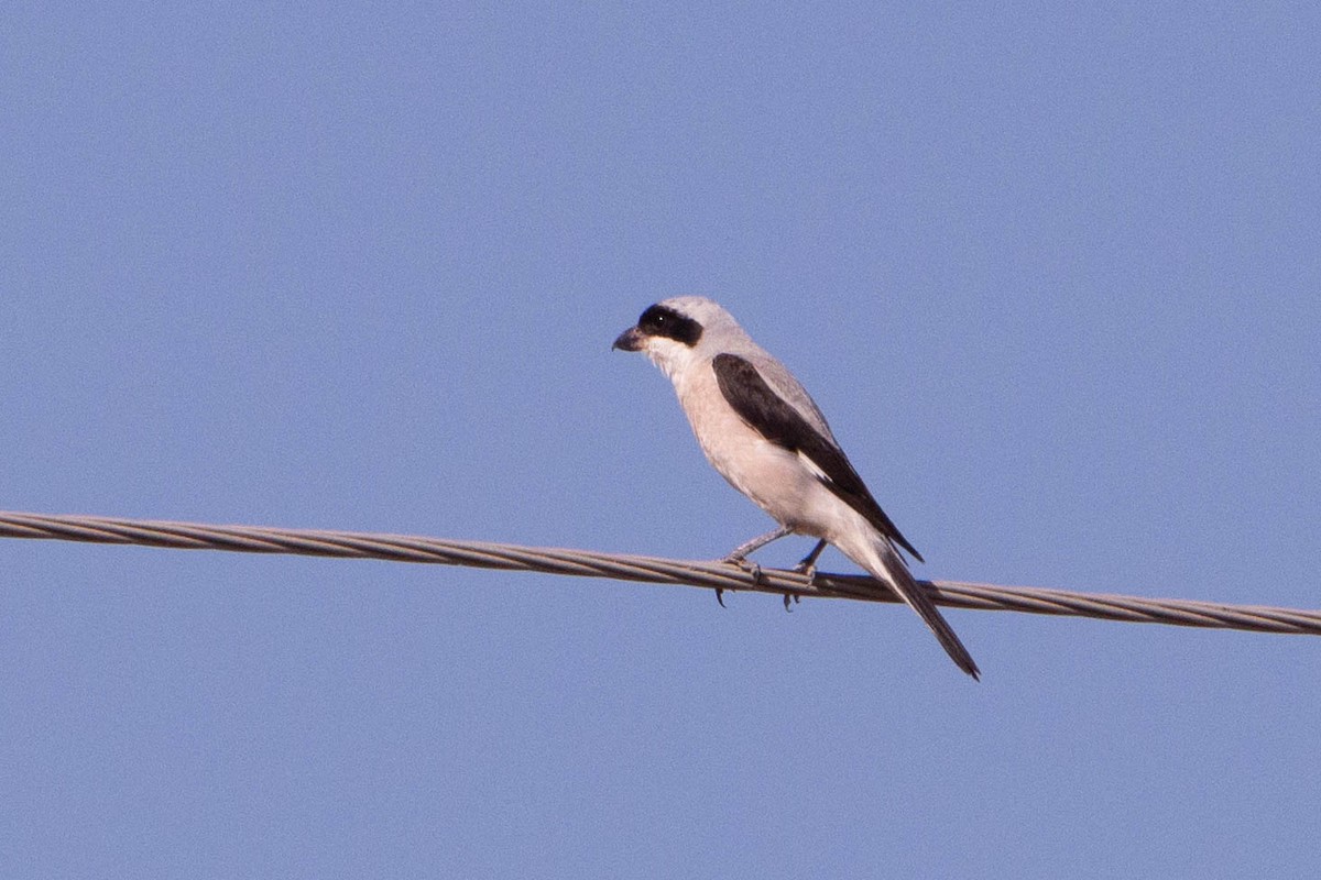 Lesser Gray Shrike - ML644877019