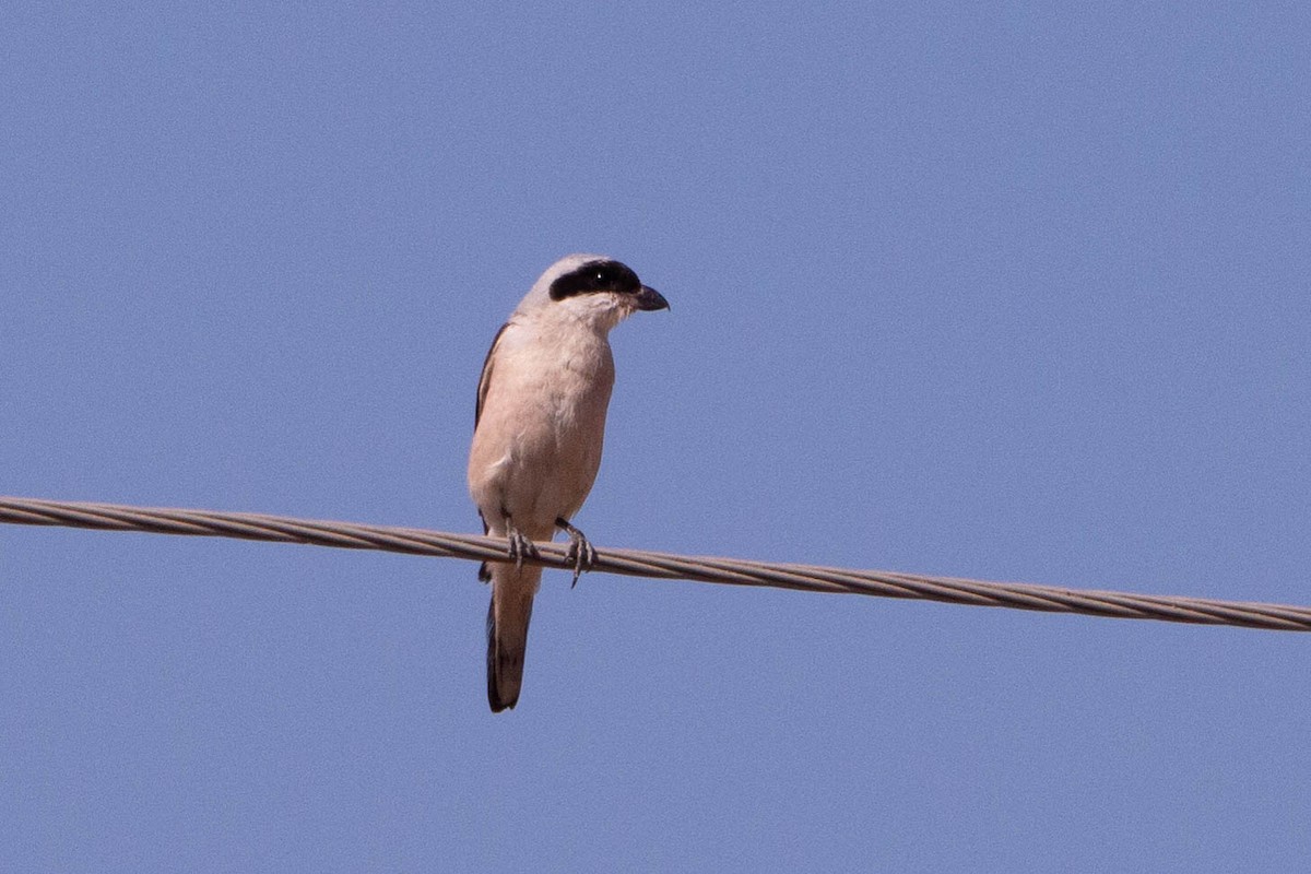 Lesser Gray Shrike - ML644877020