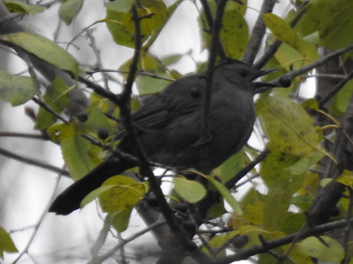 Пересмішник сірий - ML644877027