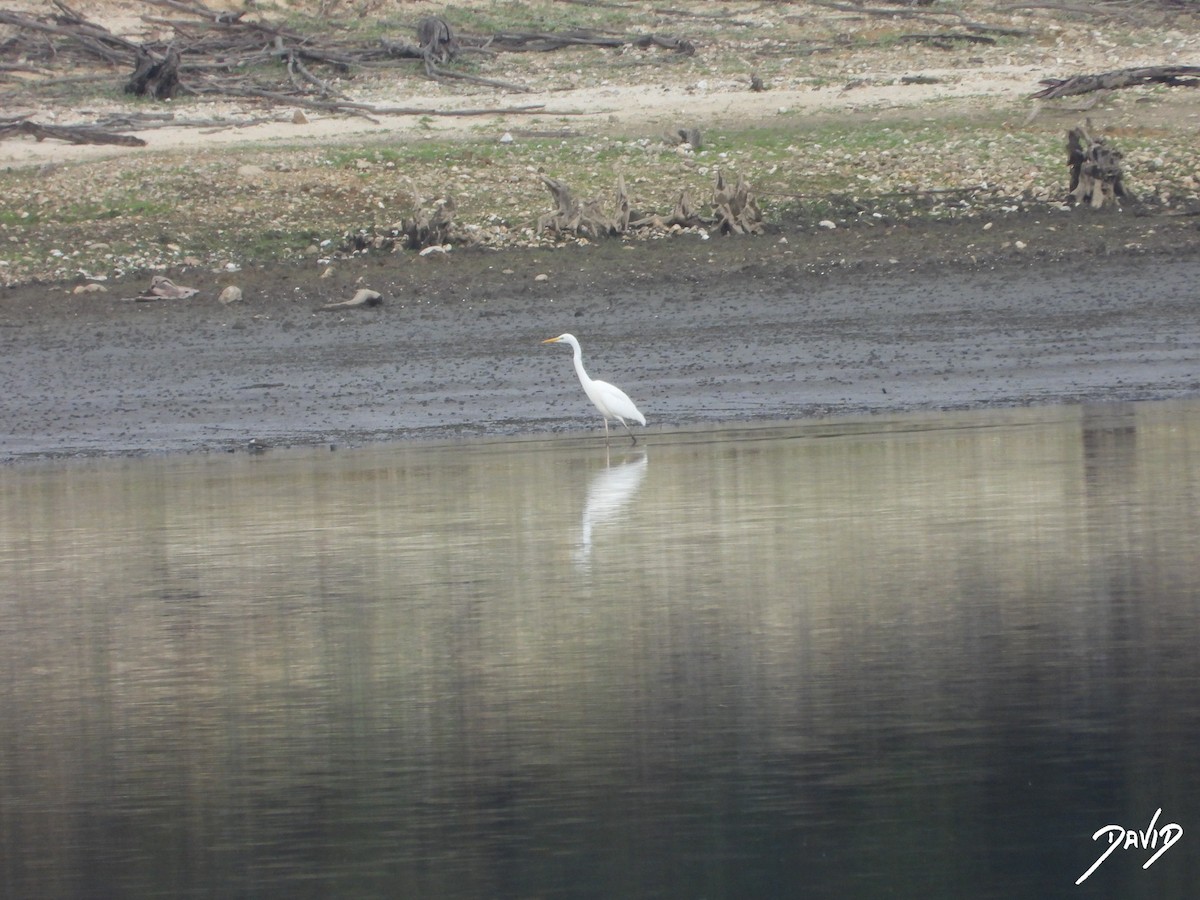 Great Egret - ML644877028