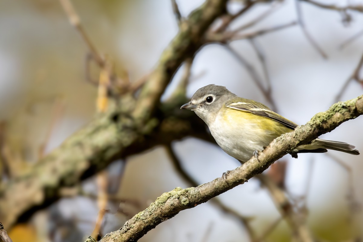 フタスジモズモドキ - ML644877030