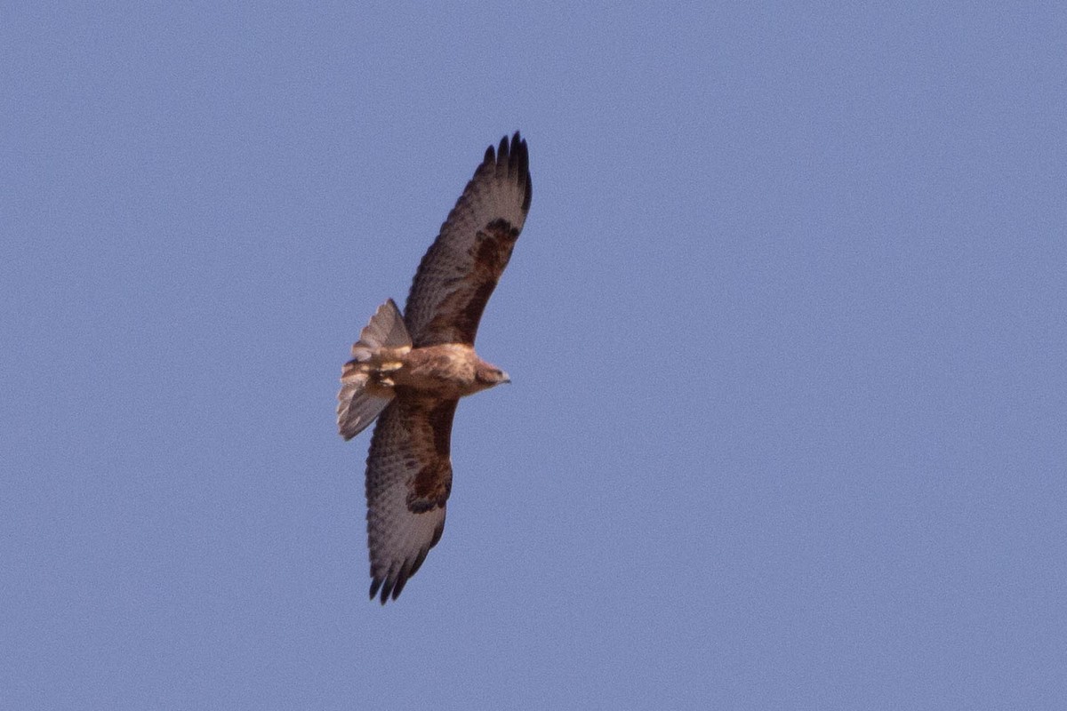 Common Buzzard - ML644877032