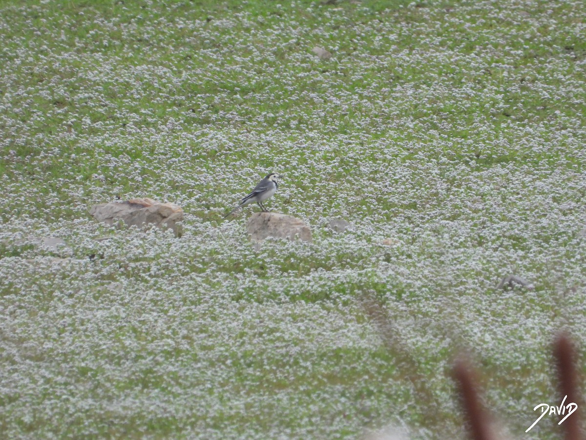 White Wagtail - ML644877082