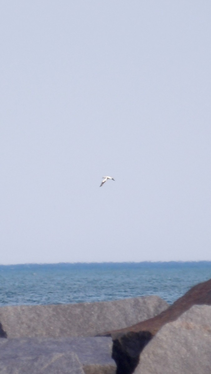 Alcatraz Atlántico - ML644877086