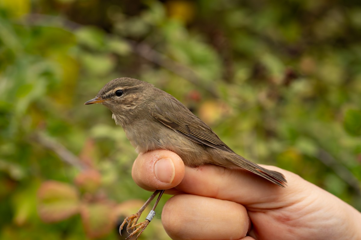 budníček temný - ML644877089