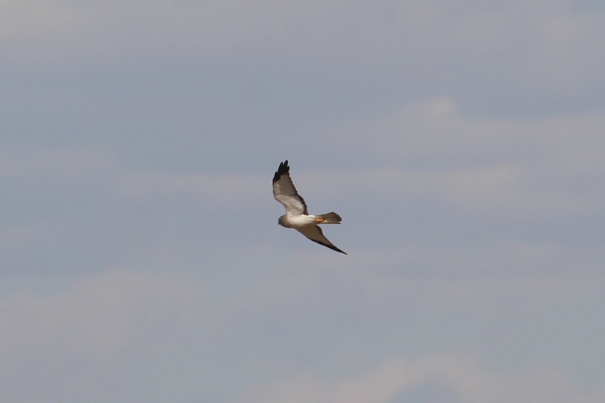 moták severoamerický - ML644877090