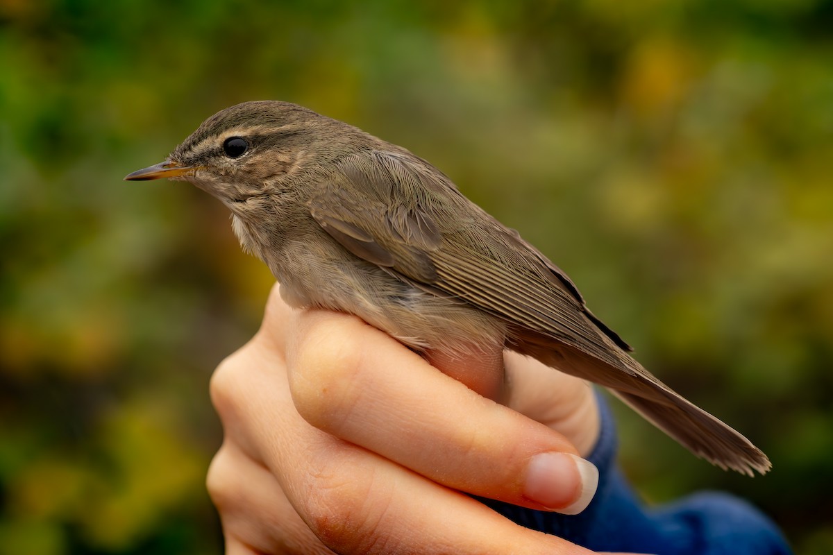 budníček temný - ML644877098