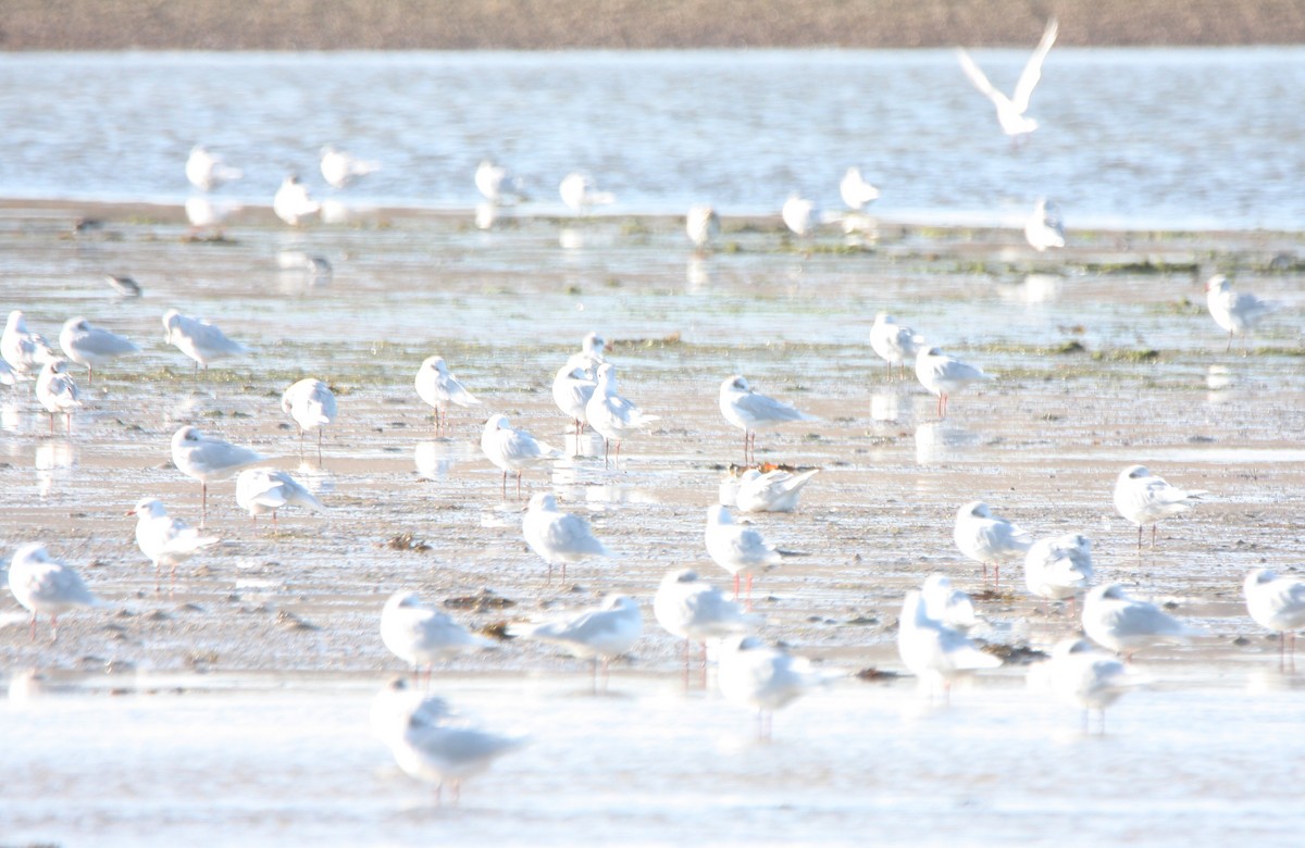 Mediterranean Gull - ML644877101