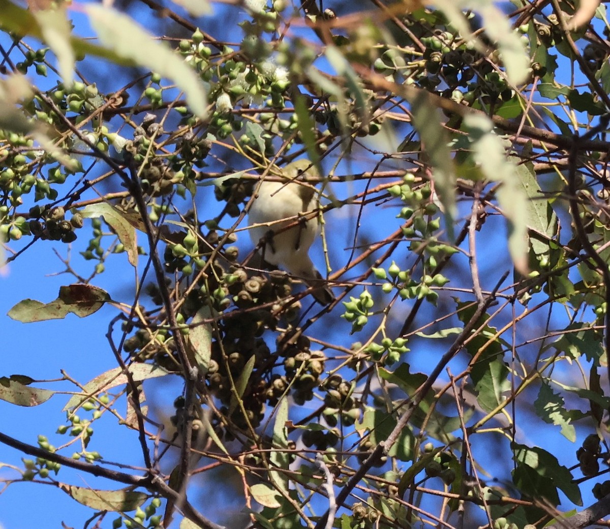 Пісняр-лісовик каштановий - ML644877117