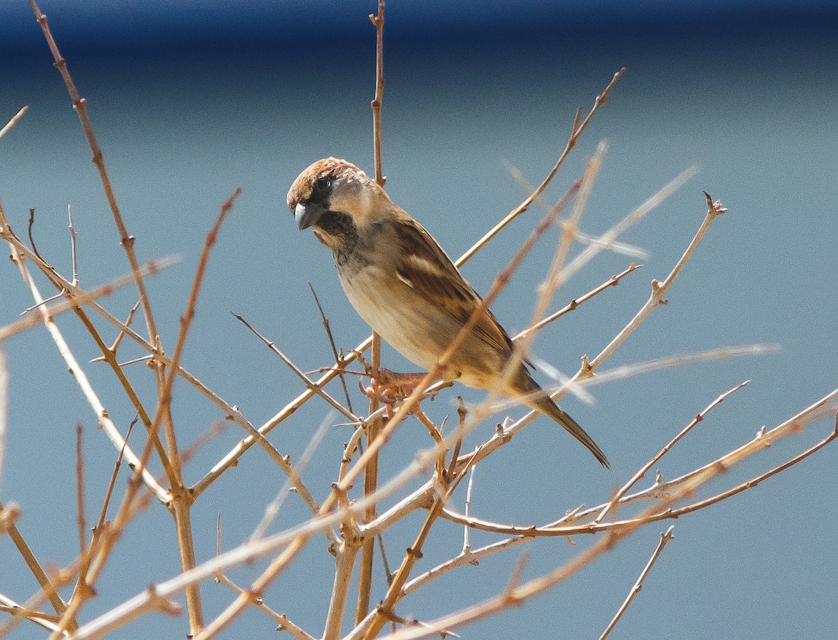 Italian Sparrow - ML644877124