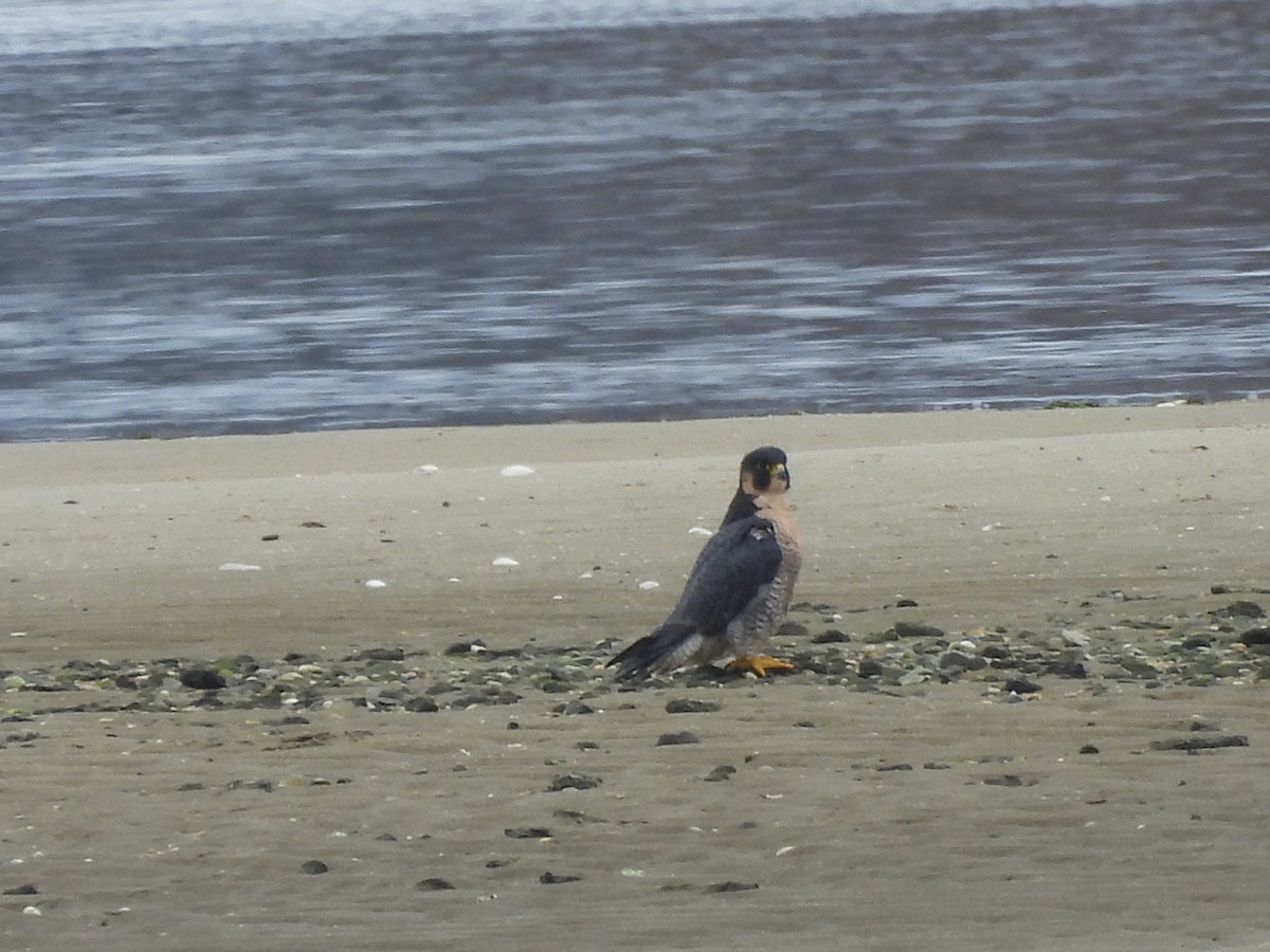 Peregrine Falcon - ML644877157