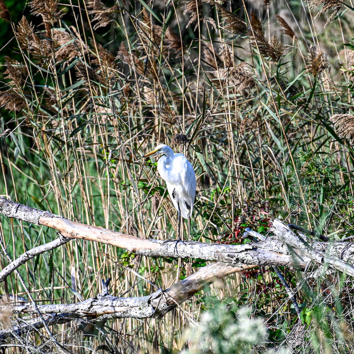 Great Egret - ML644877160