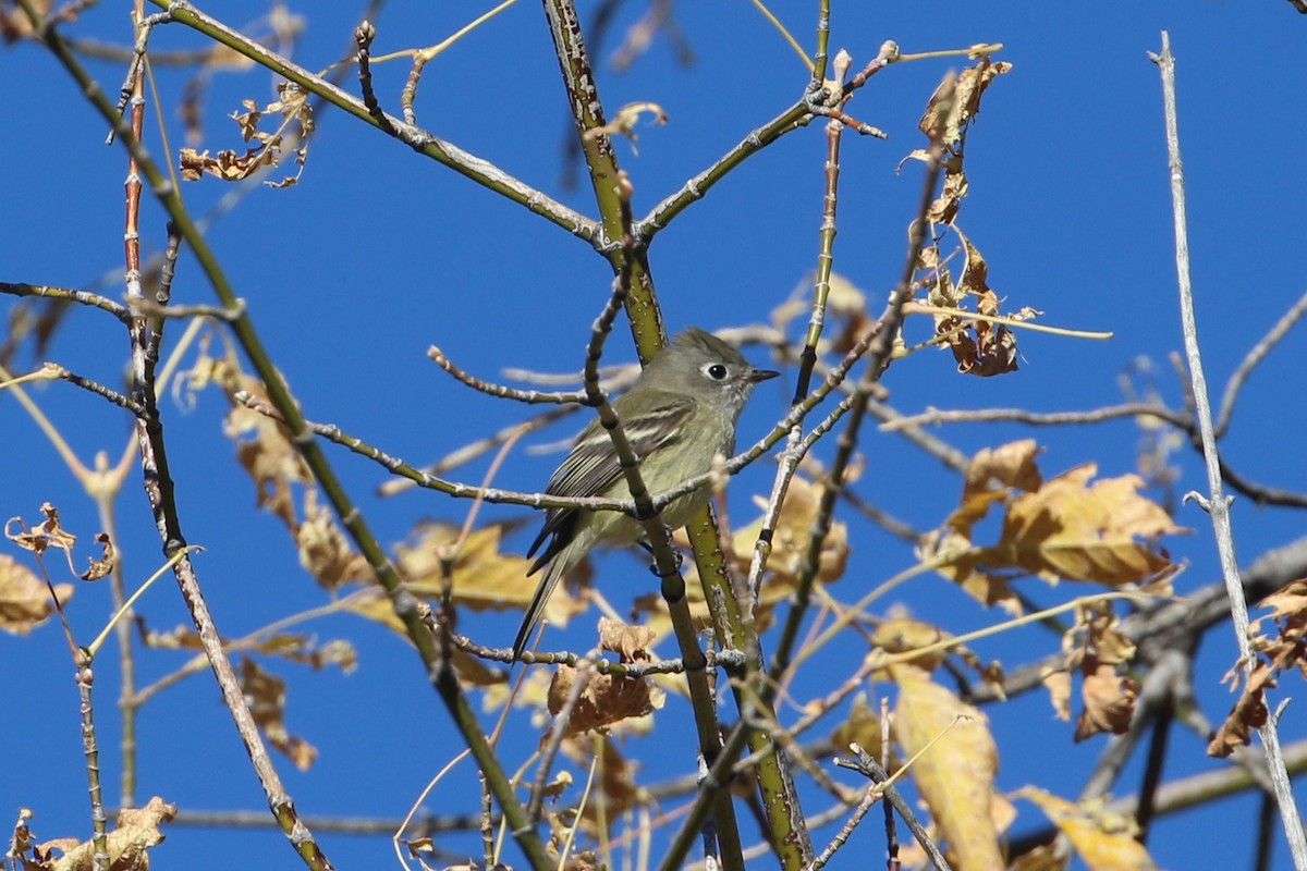 Hammond's Flycatcher - ML644877164