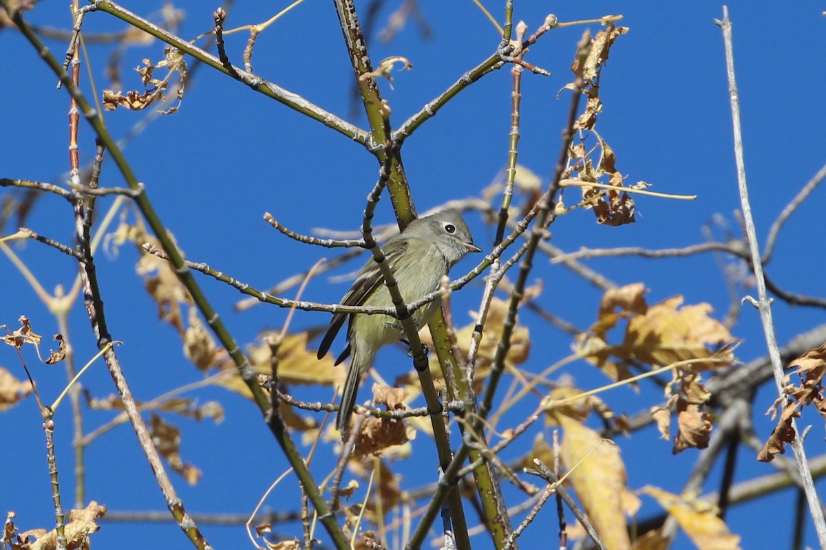 Hammond's Flycatcher - ML644877165