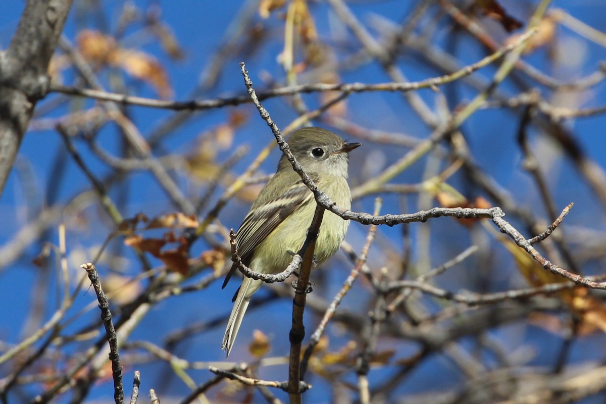 Hammond's Flycatcher - ML644877167